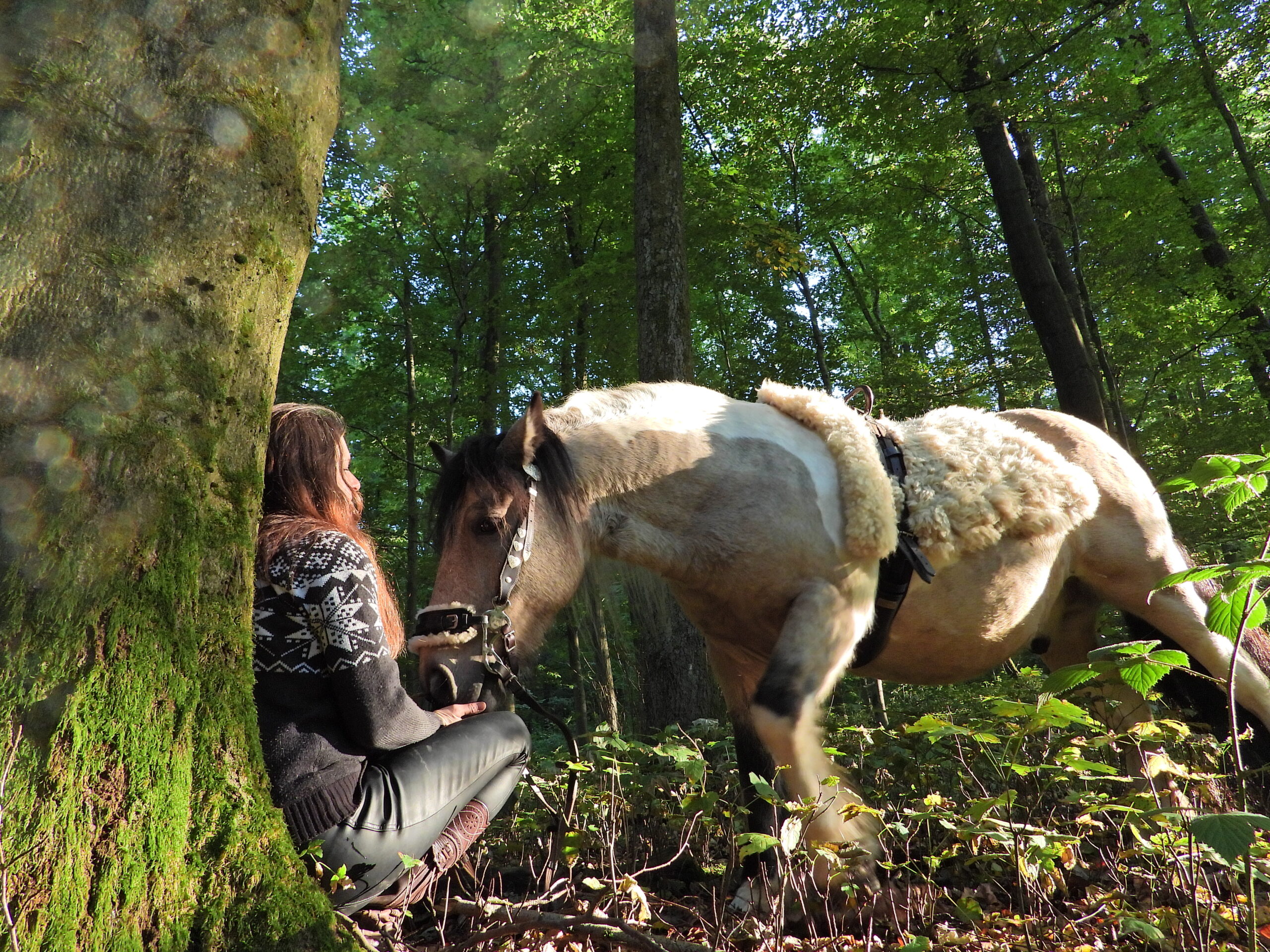 Auszeit mit Pferden, Begleitung mit Pferden, Coaching, Wald, Glück, Stressabbau