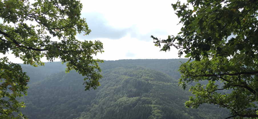 Ausblick auf den Hinterlandswald und das Wispertal