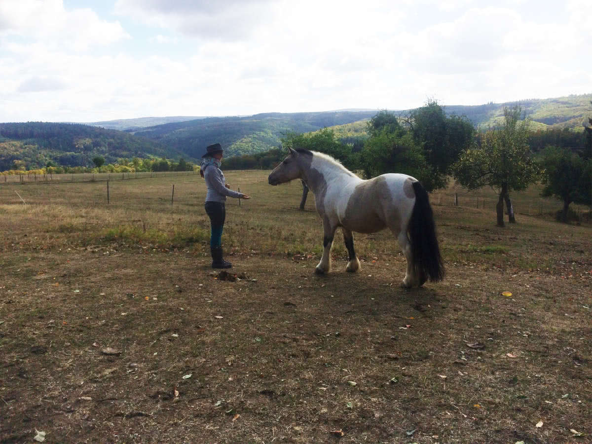 Pferd und Mensch gehen auf einander zu